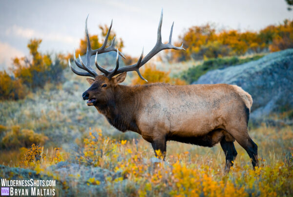 Big Bull Elk in fall colors field-RMNP-wildlife-photos
