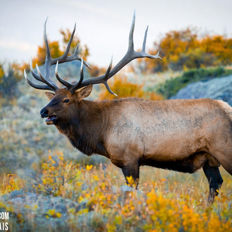 Big Bull Elk in fall colors field-RMNP-wildlife-photos