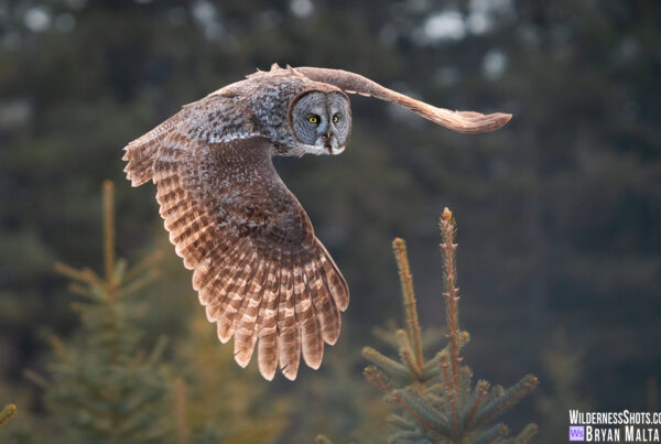 Great Gray Owl wings swooping