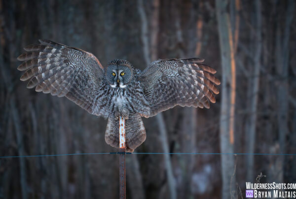Great Grey Owl Fence Post Wings Spread