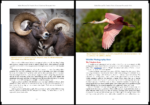 Infinite Horizons the Complete Nature and Landscape Photography Guide Book wildlife photography