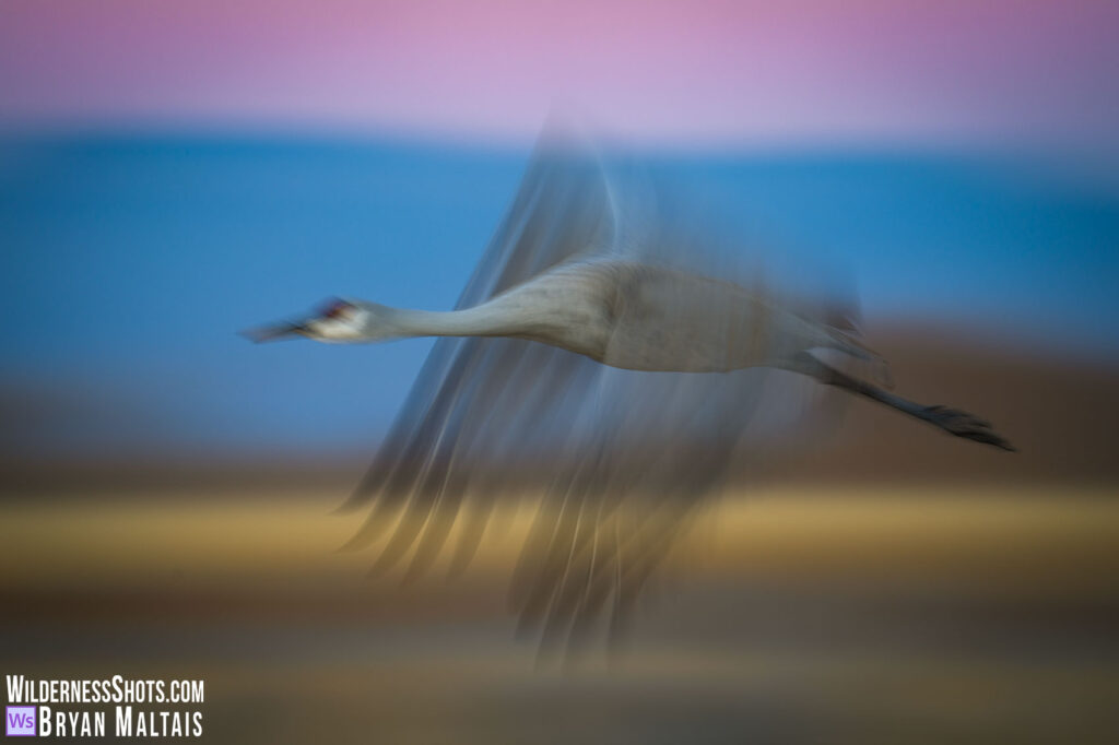 Sandhill Crane in Flight Motion blur Socorro NM 2