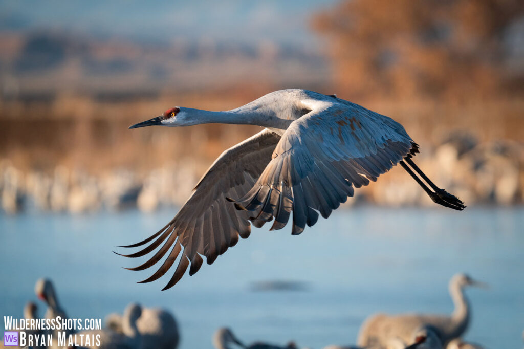 Sandhill Crane in flight in sun socorro new mexico
