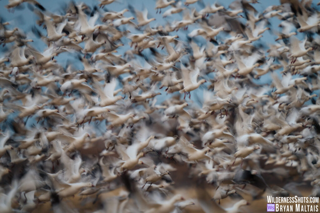 Snow Goose Flock Blast off motion blur