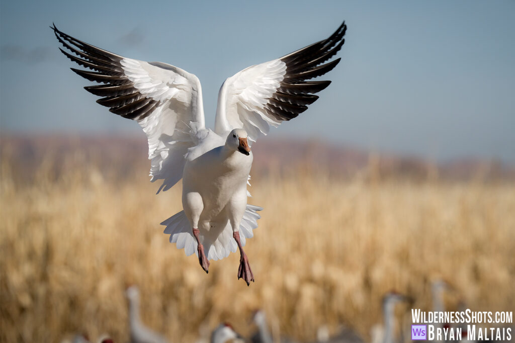 Snow goose sharp landing angel wings