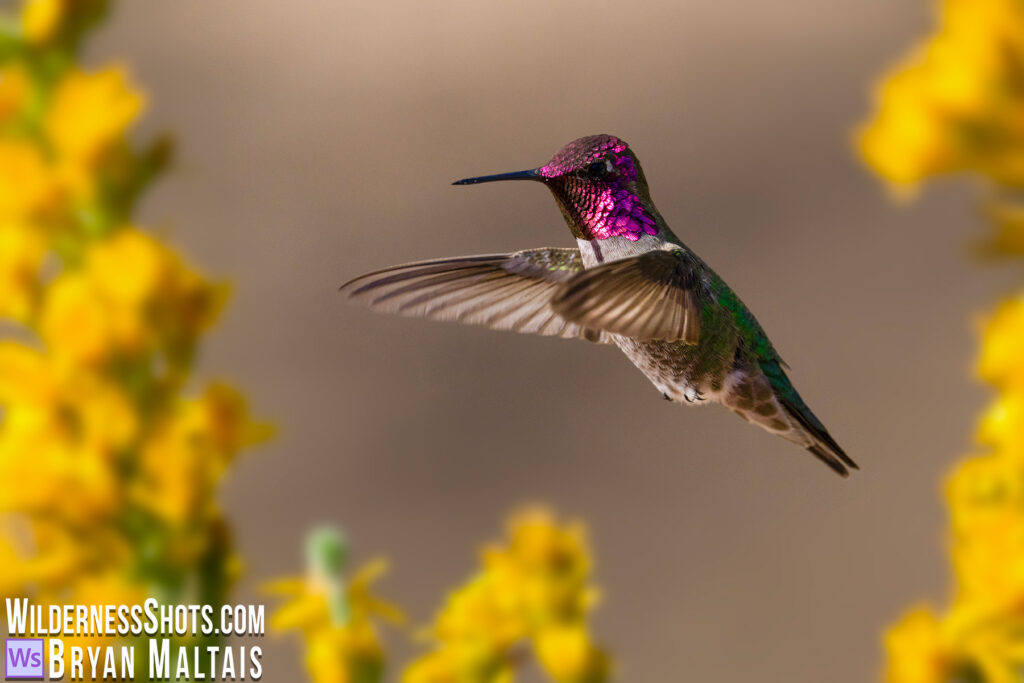 Annas Hummingbird in flight sunny yellow flowers patagonia arizona