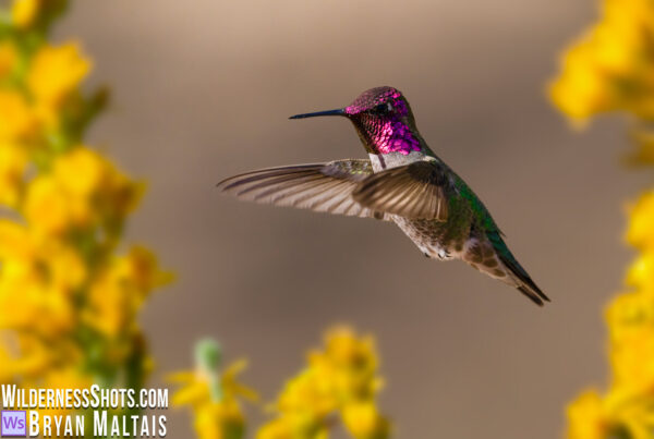Annas Hummingbird in flight sunny yellow flowers patagonia arizona