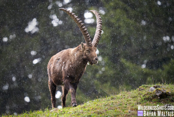 Steinbock im Regen, Benediktenwand Bayern