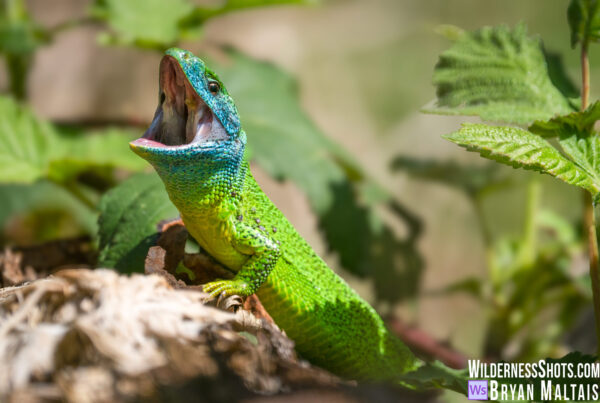 Green Lizard Roaring Smaragdeidechse