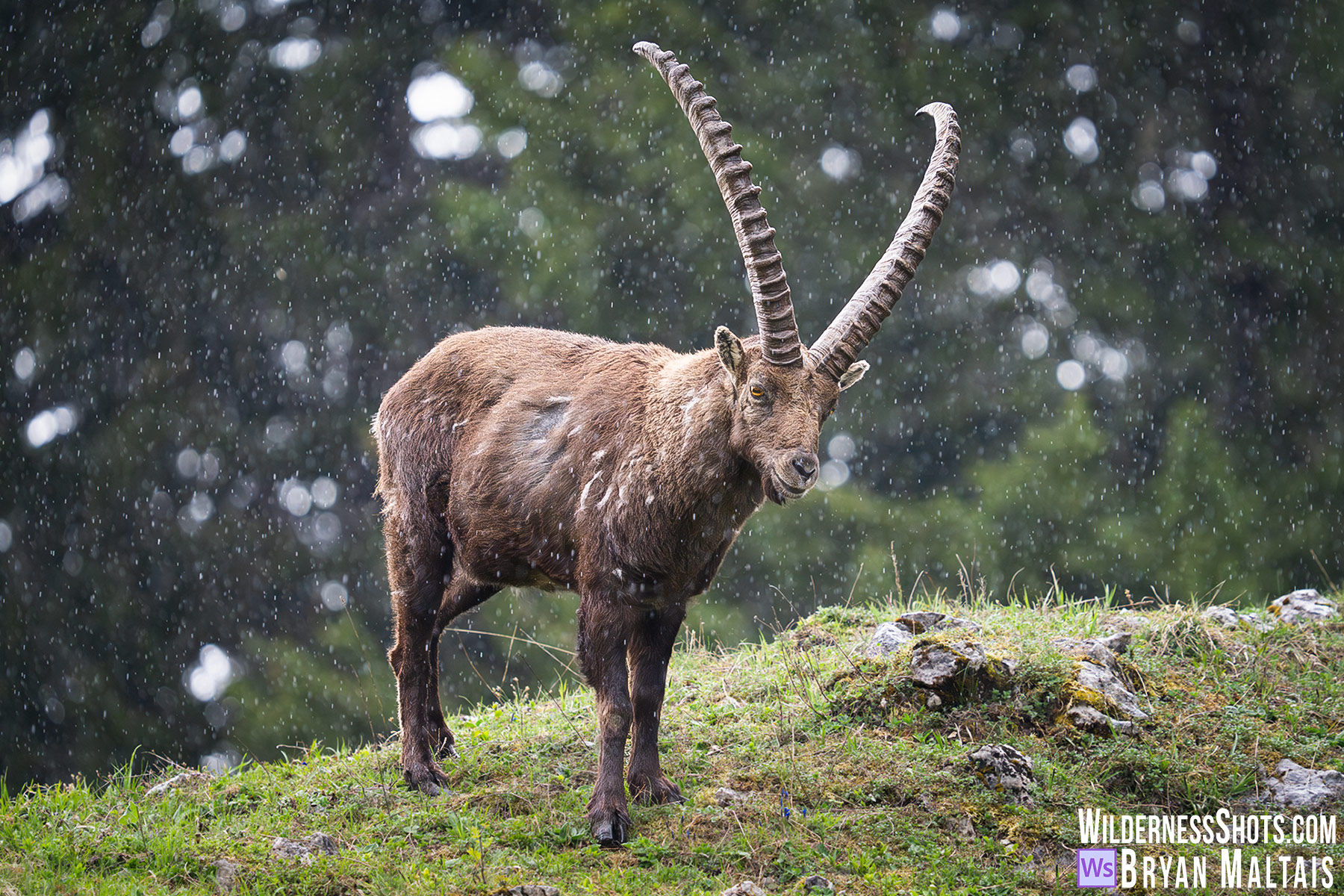 Steinbock im Regen 2