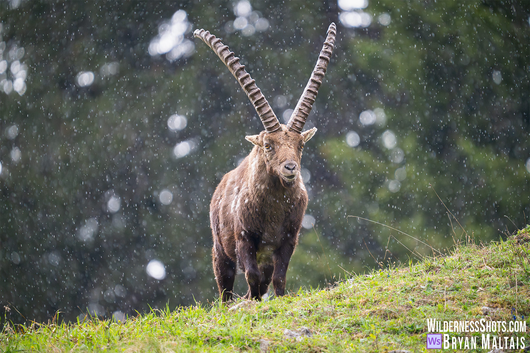 Steinbock König im Regen- Benediktenwand Bayern