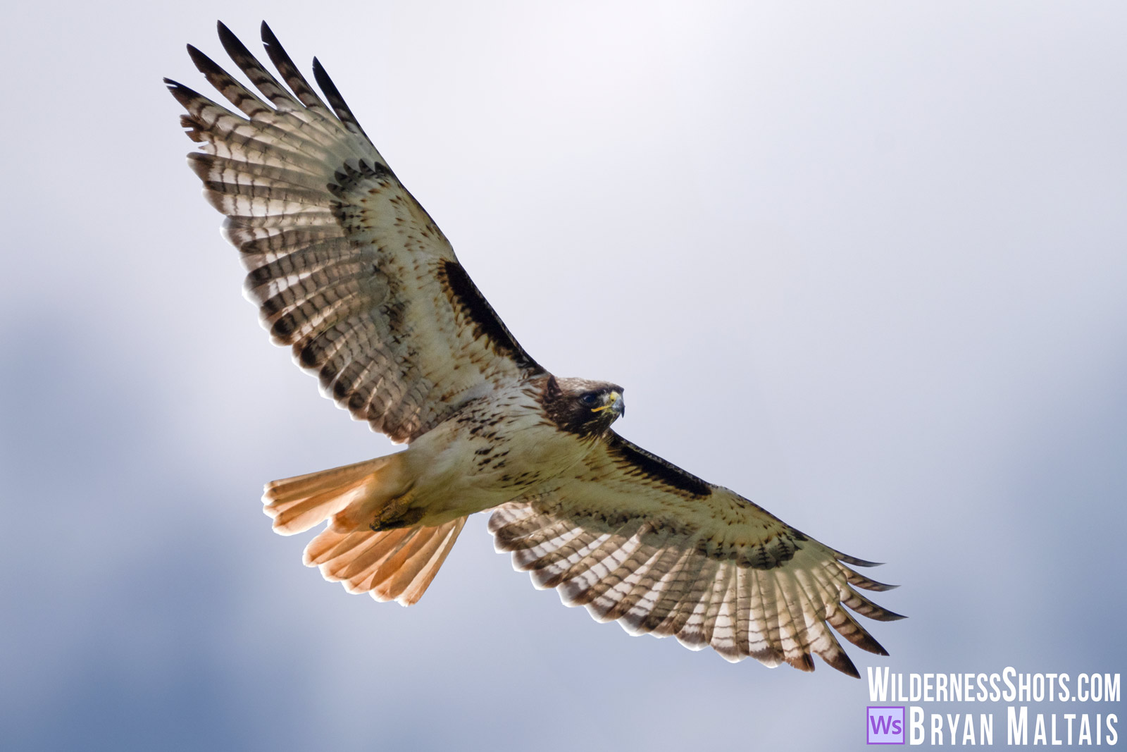 Red-tailed Hawk flying
