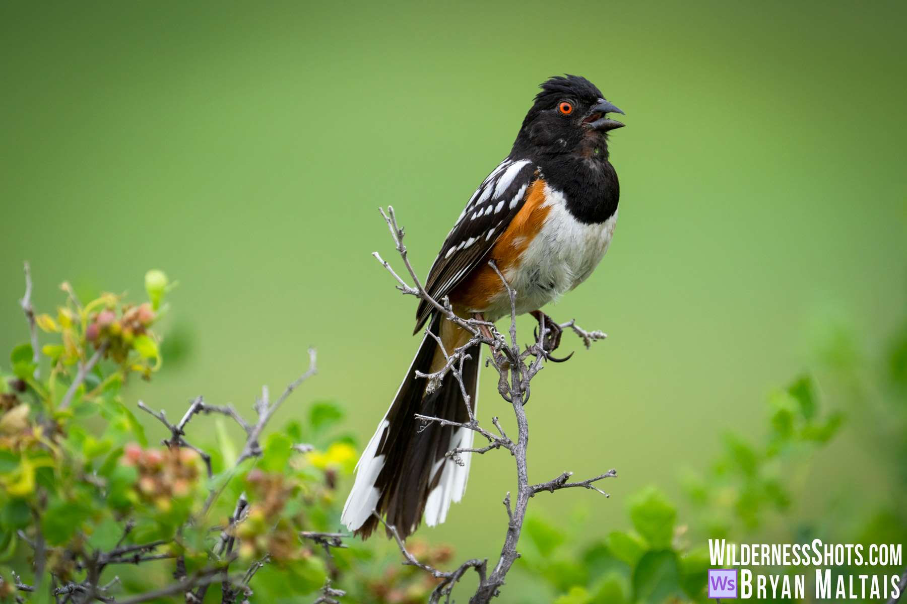 Spotted Towhee puffed up