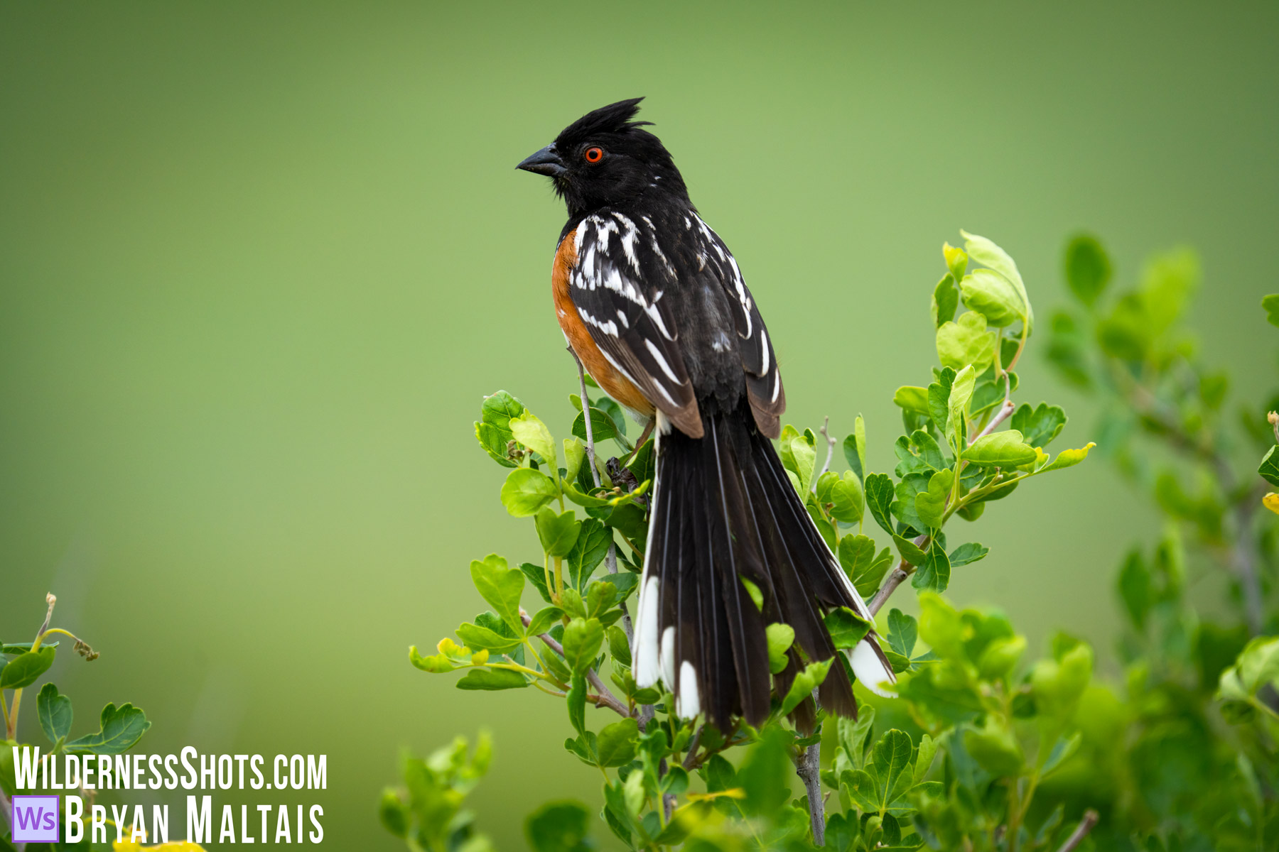 Spotted Towhee regal