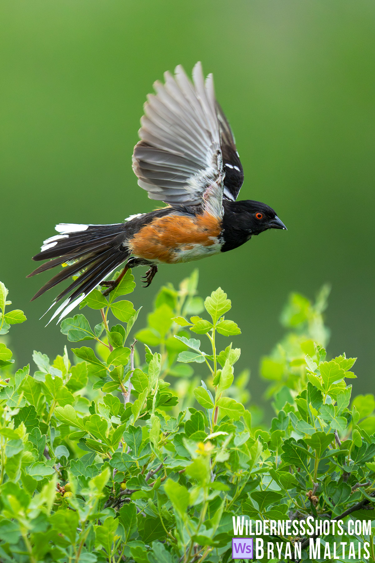 spotted towhee in flight
