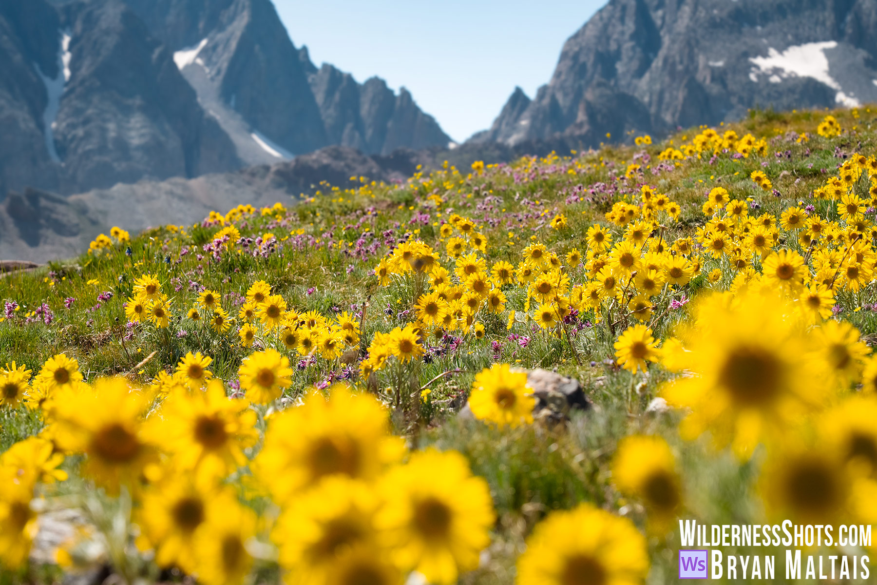 Alpine Sunflower Meadow Telluride Colorado