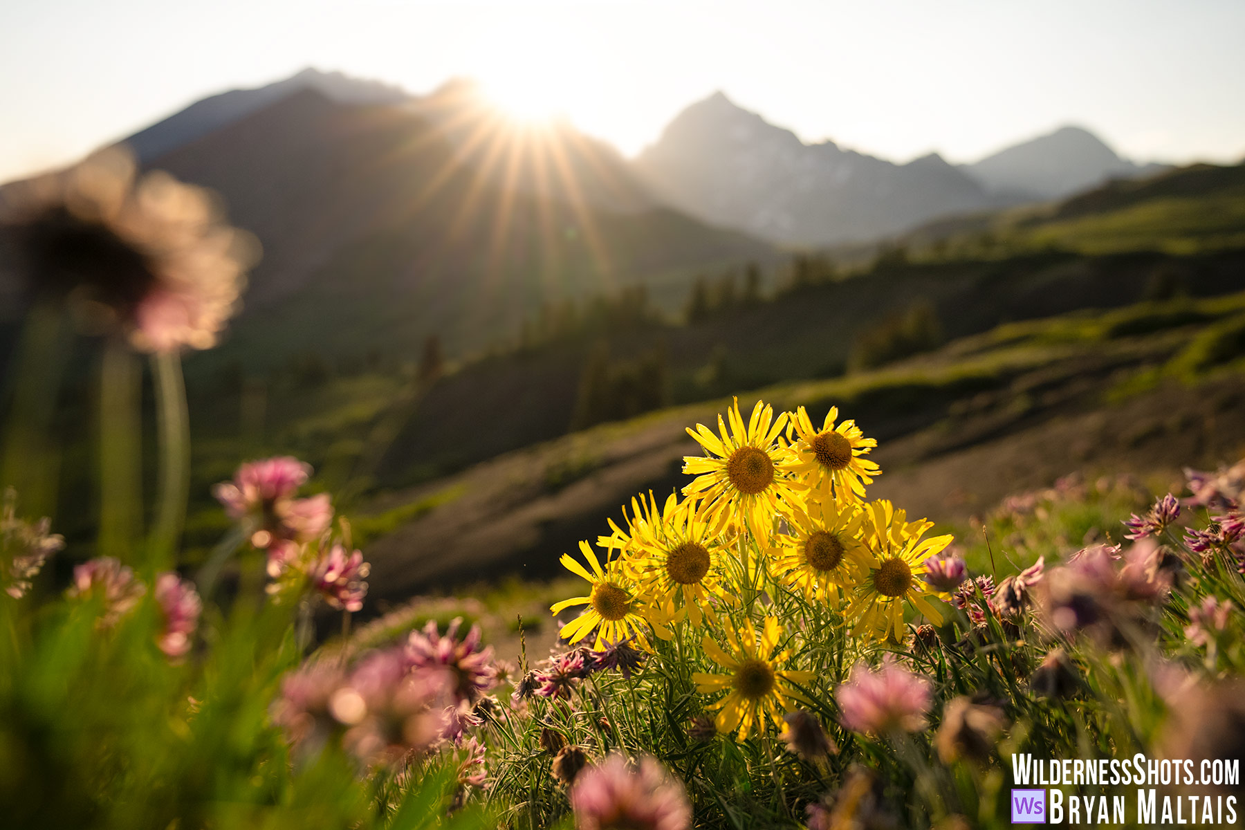 Alpine Sunflower Sunstar Sunset Telluride Colorado