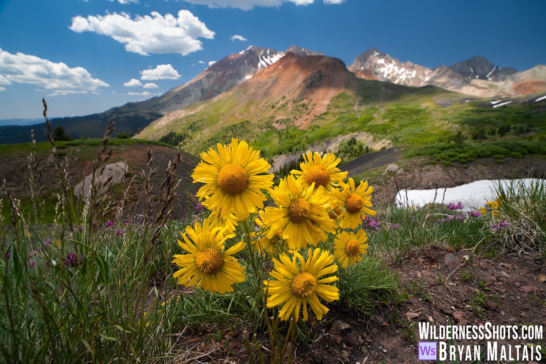 Alpine Sunflower with red mountains Telluride Colorado