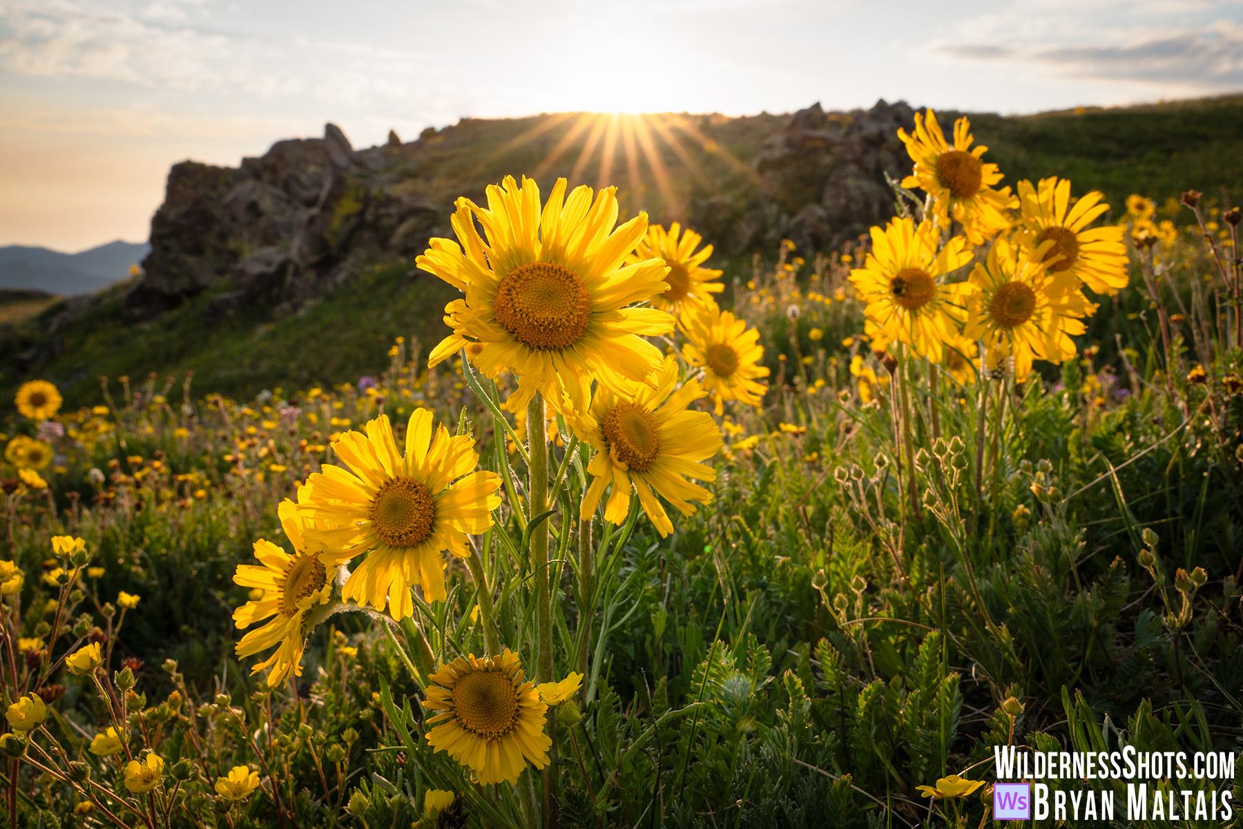 Alpine Sunflowers Sunset Colorado