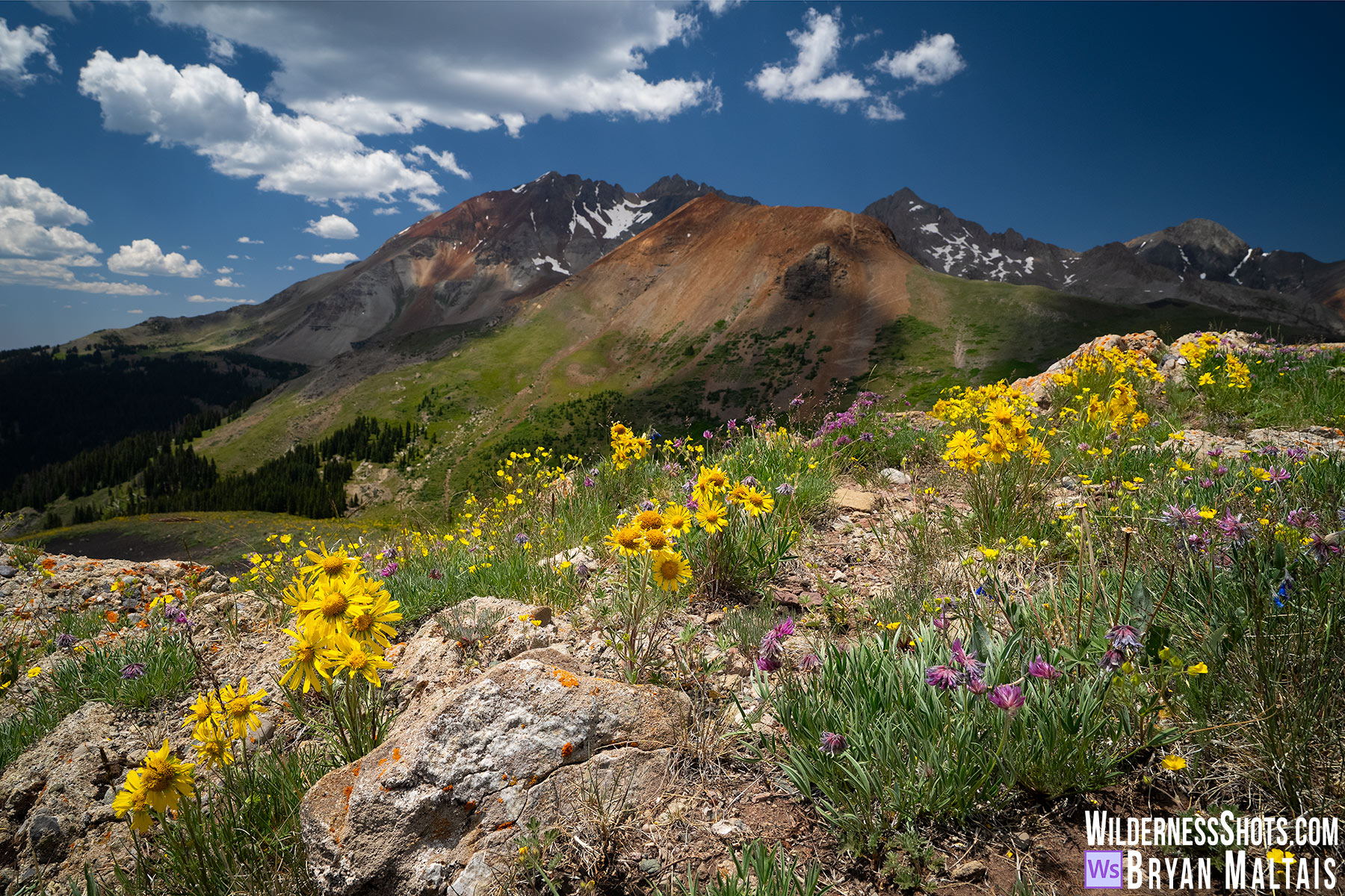 Alpine Sunflowers Telluride Colorado