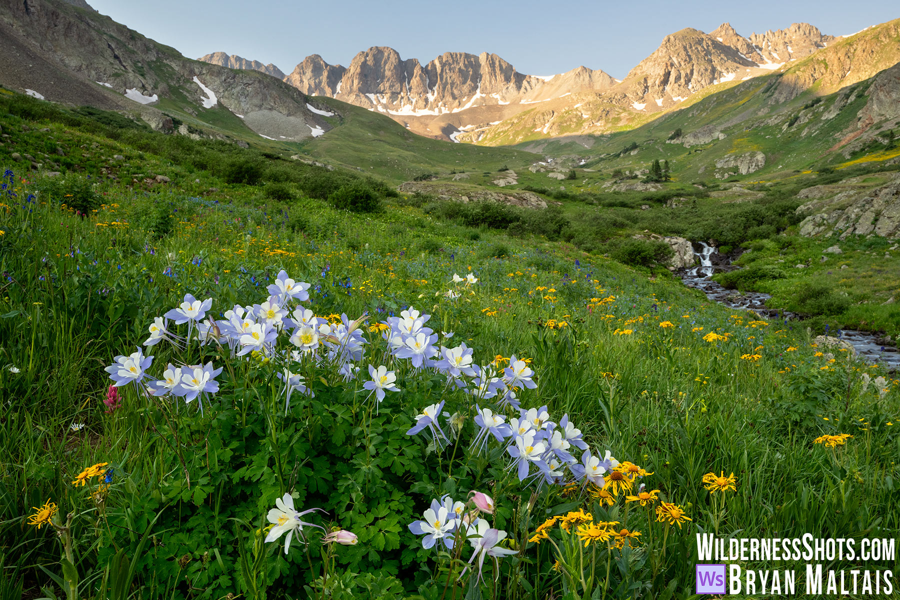 American Basin Colorado Columbine