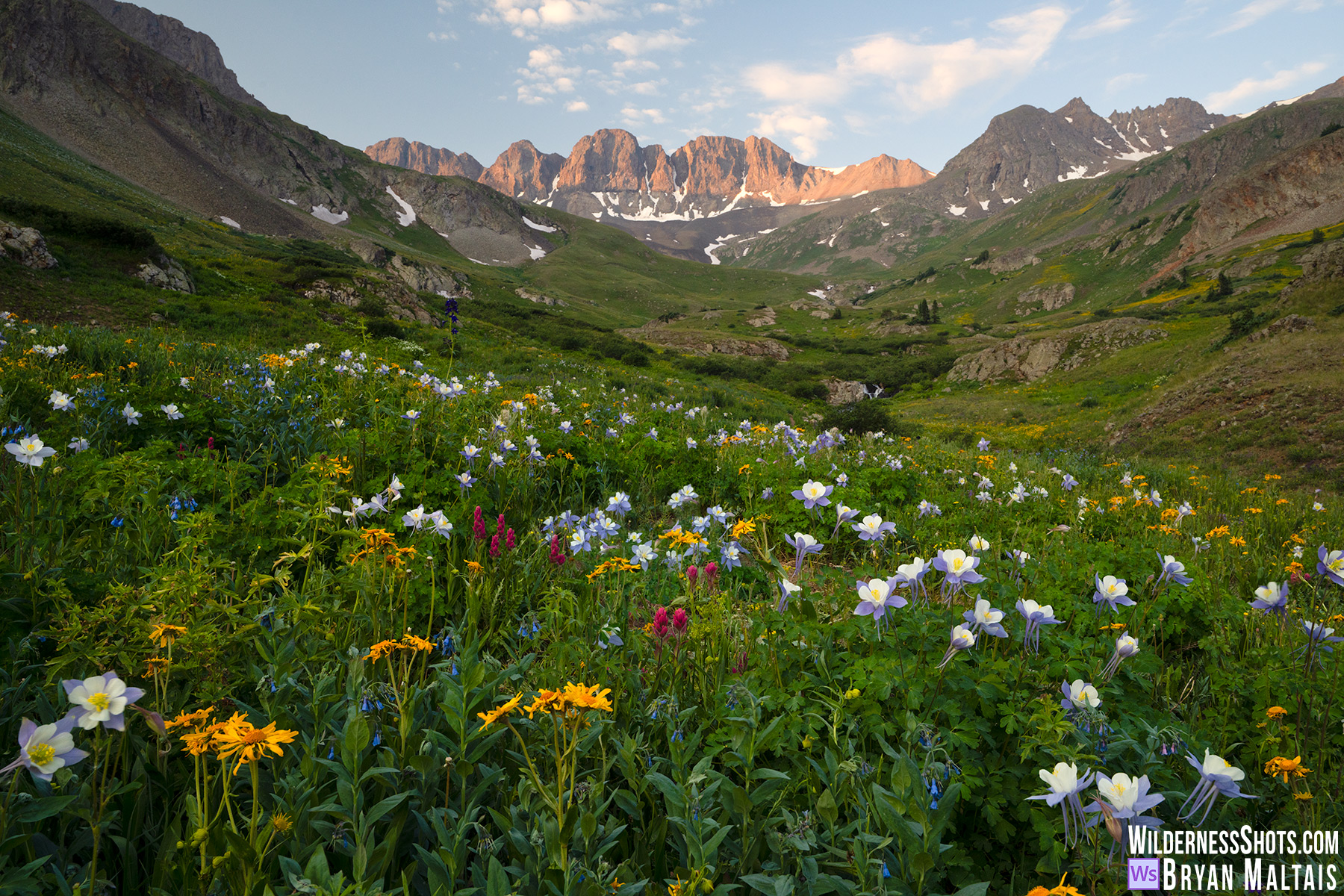 American Basin Colorado Wildflowers