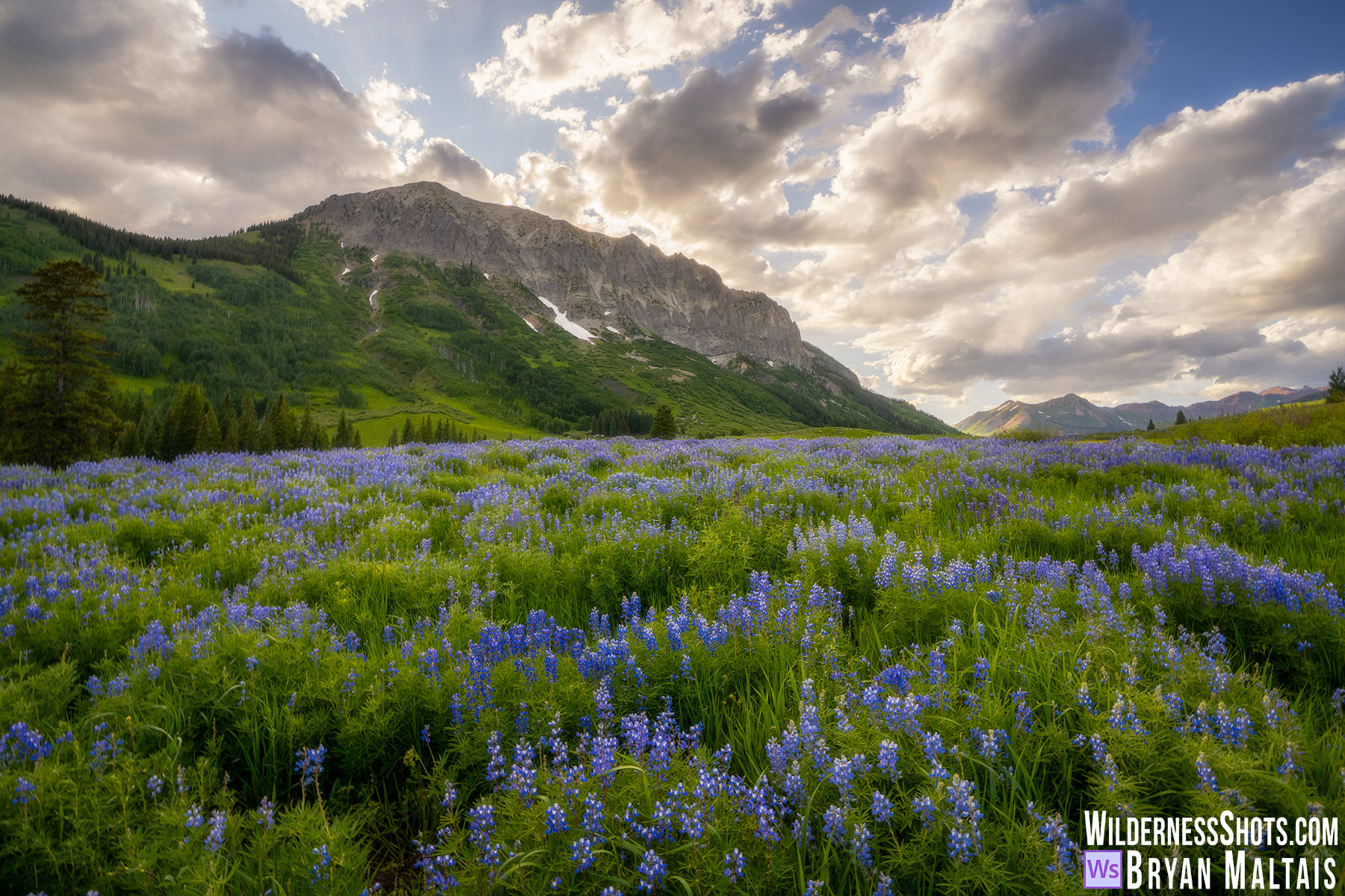 Gothic Mountain Lupines Crested Butte Colorado