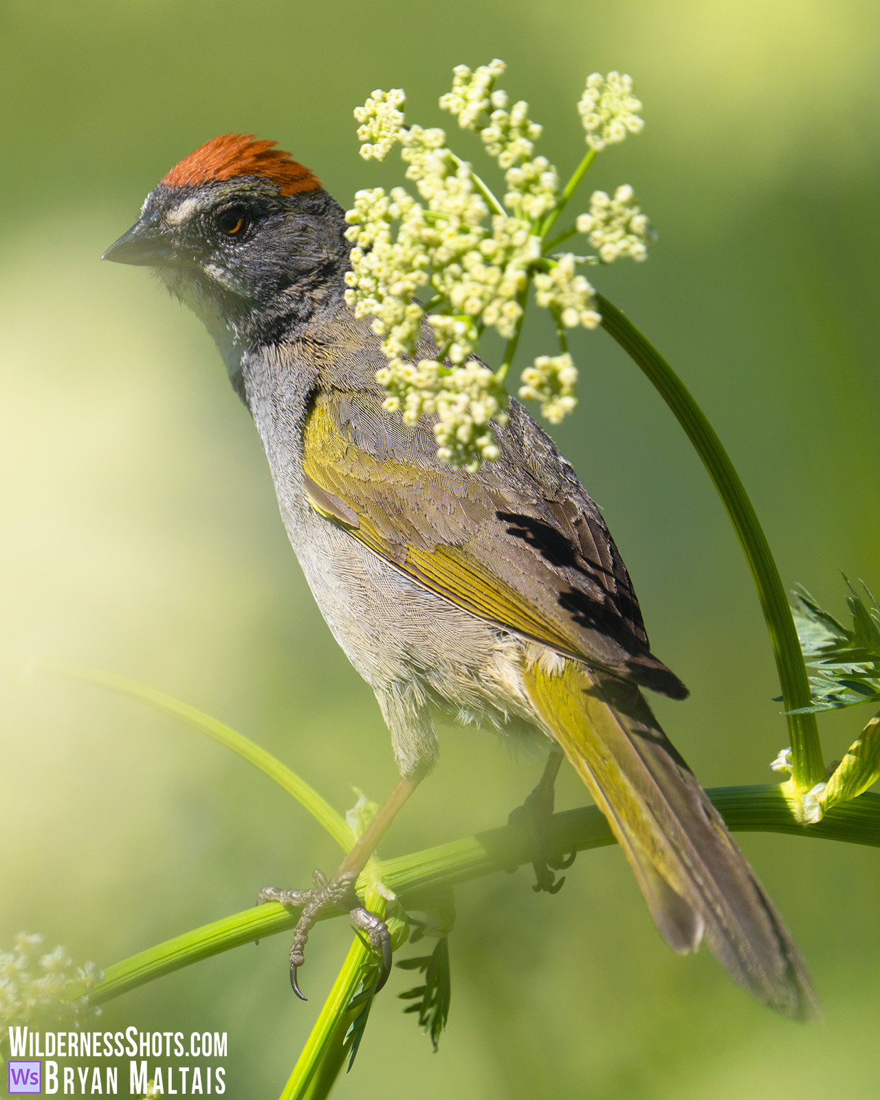 Green-tailed Towhee on Parsnip-Crested Butte, Colorado