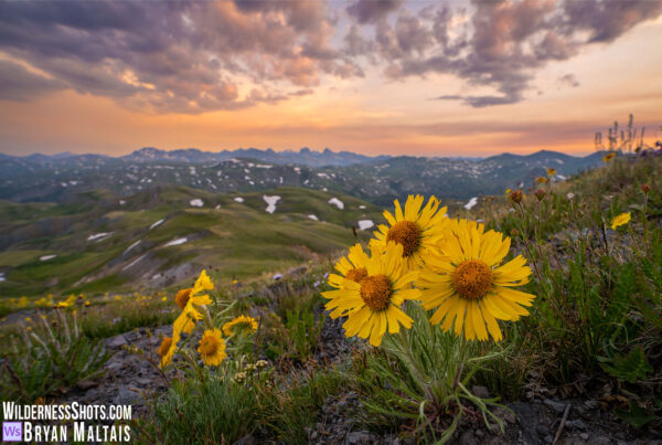 Grenadier Alpine Sunflower Sunset
