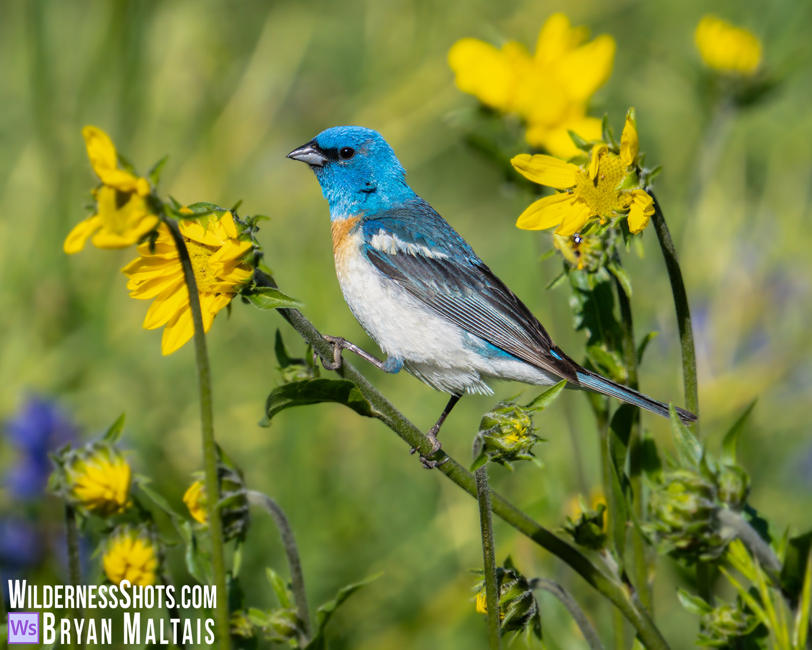 Lazuli Bunting in Wildflower Meadow
