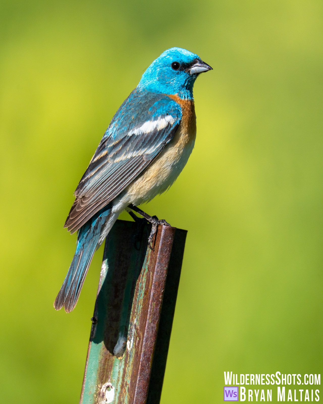 Lazuli Bunting on Post