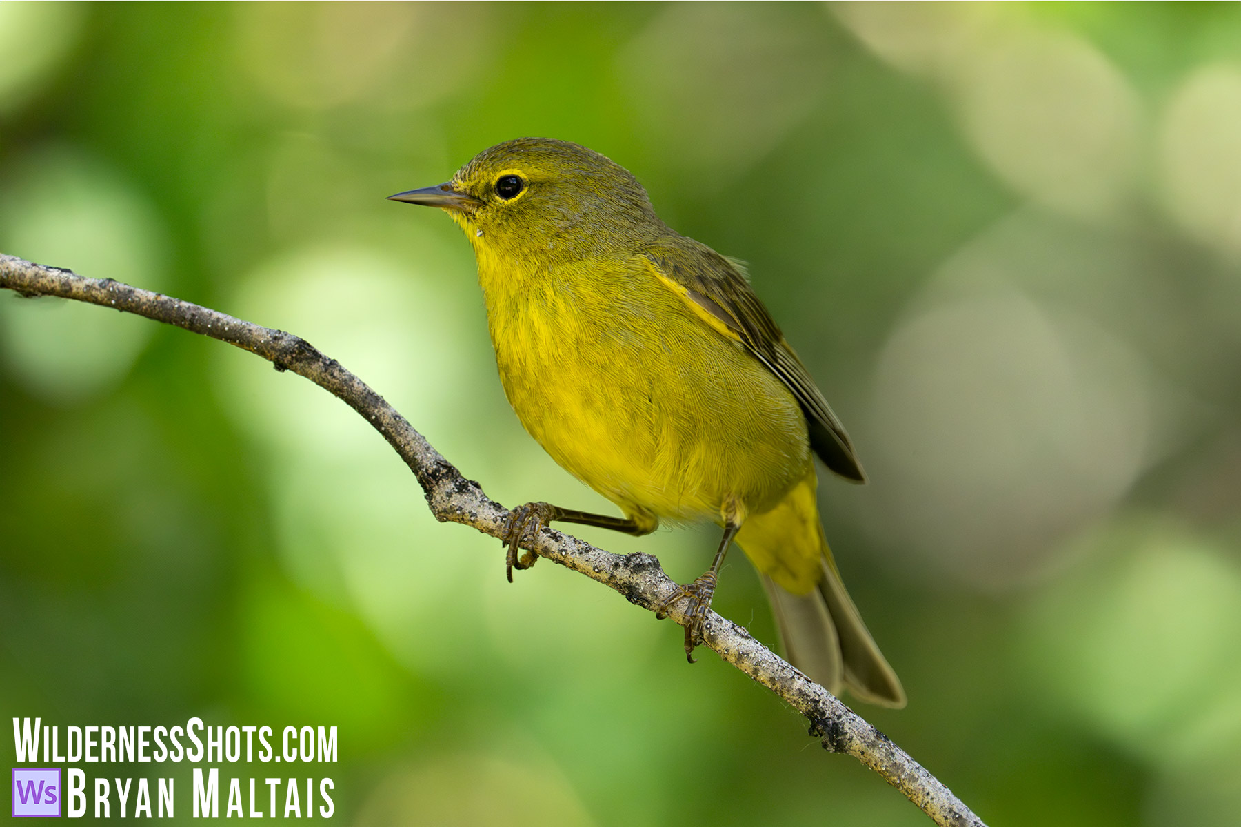 Orange-crowned Warbler Ventrum- Marble, Colorado