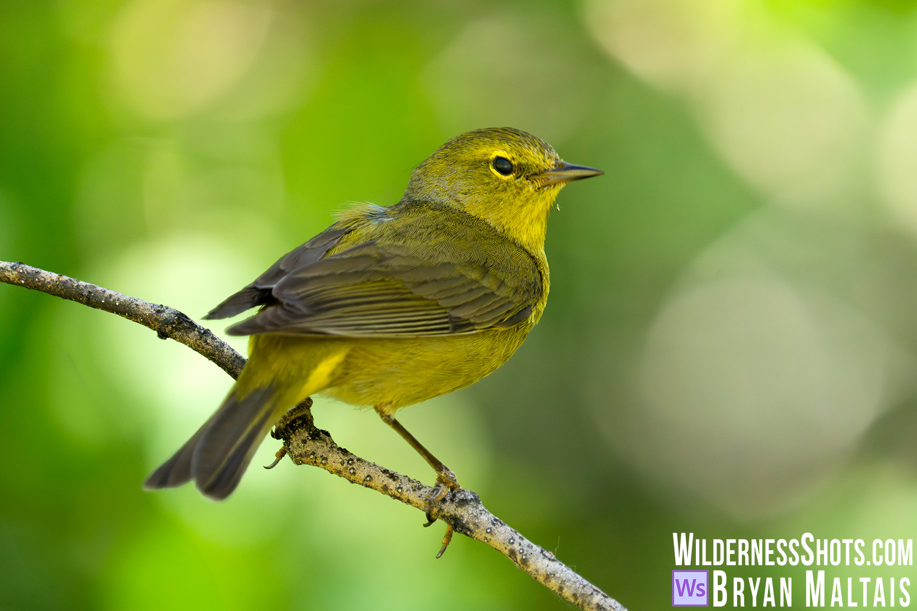 Orange-crowned Warbler Dorsum-Marble, Colorado