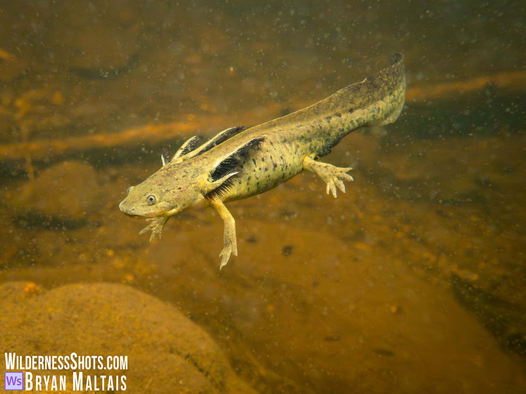 Paedomorphic Western Tiger Salamander in Water