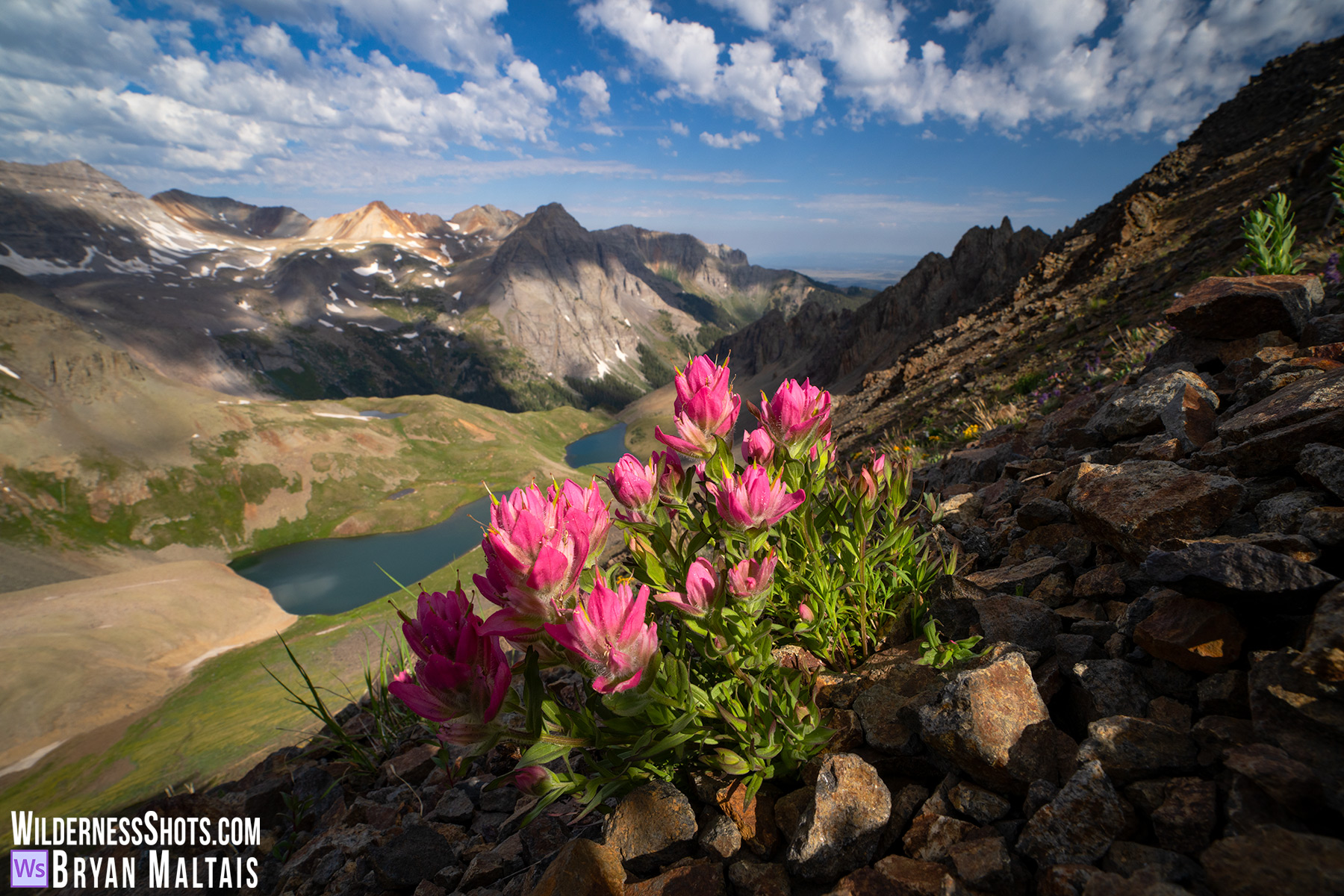 Rosy Paintbrush Blue Lakes Basin Colorado