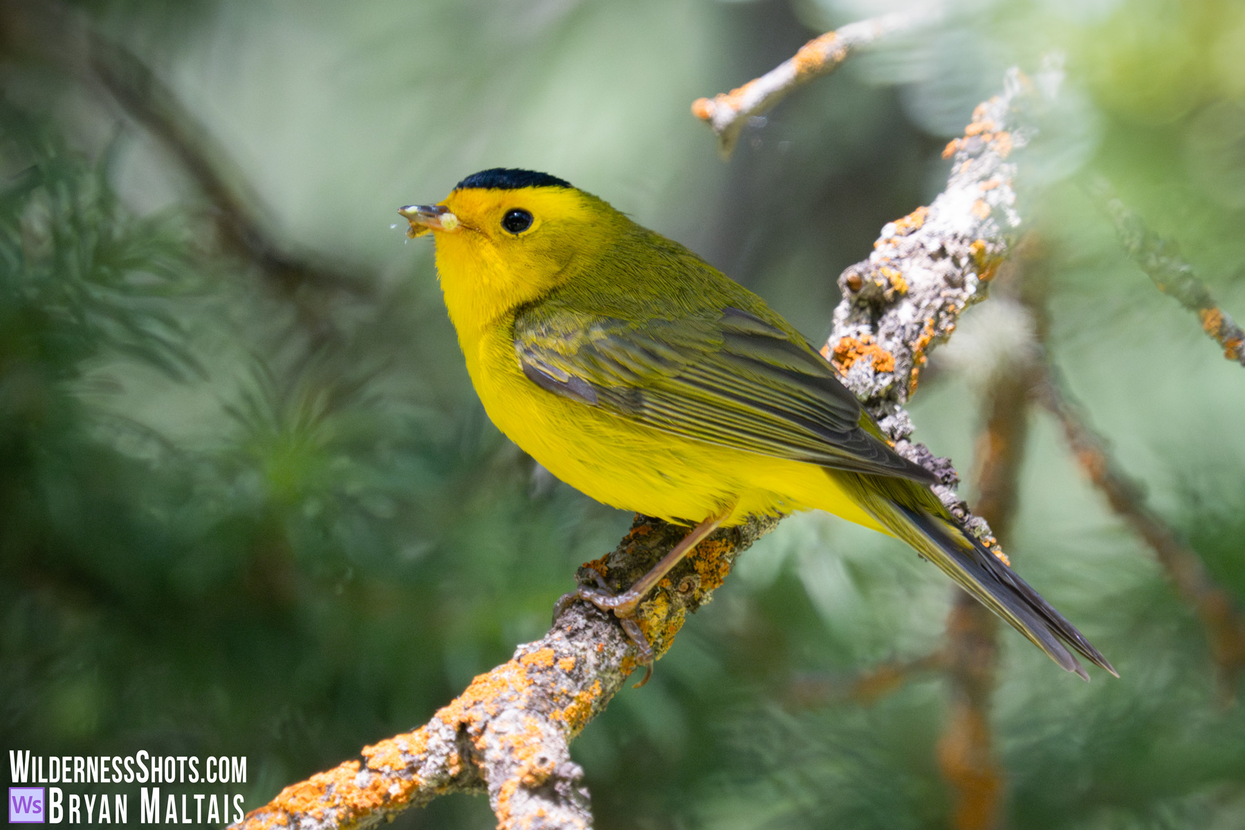 Wilsons Warbler Crested Butte