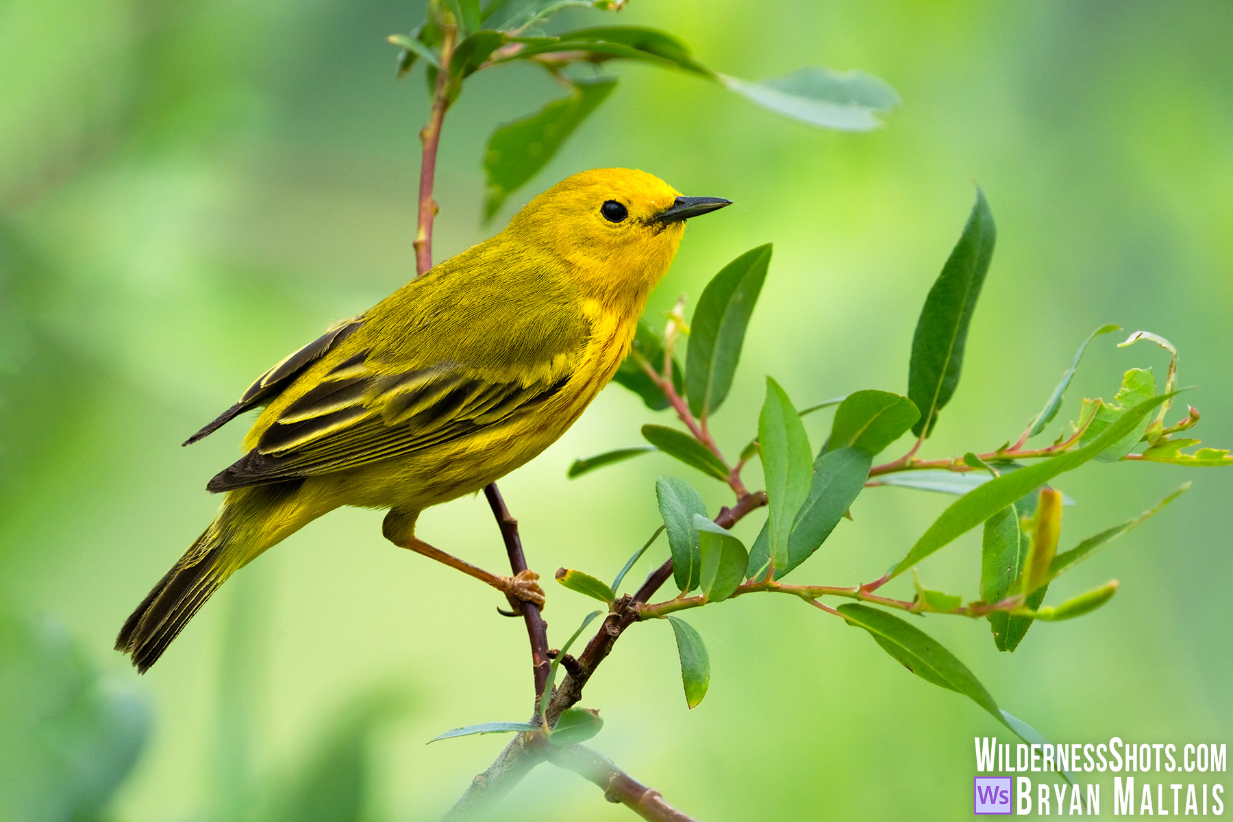 Yellow Warbler Perched