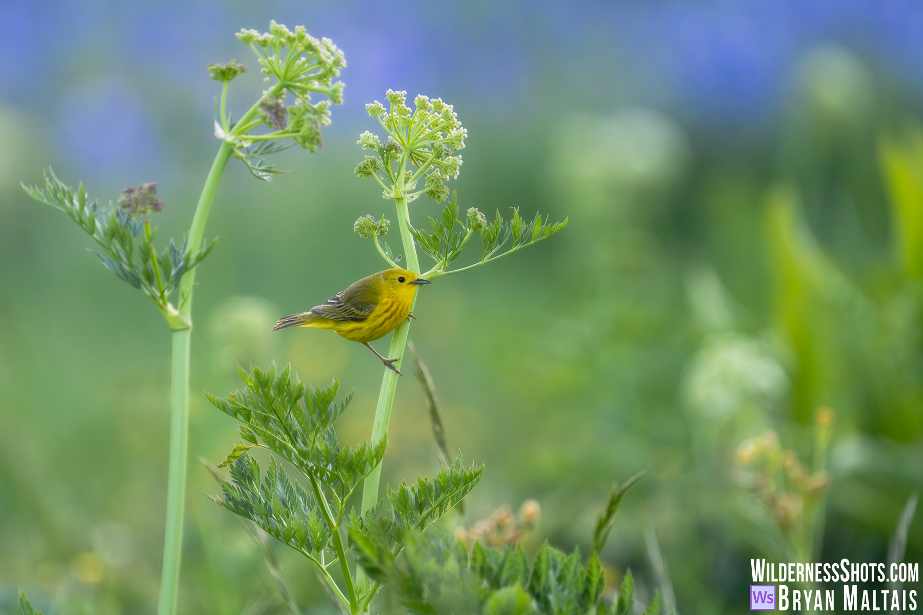 Yellow Warbler in Wildflower Meadow-Crested Butte,CO