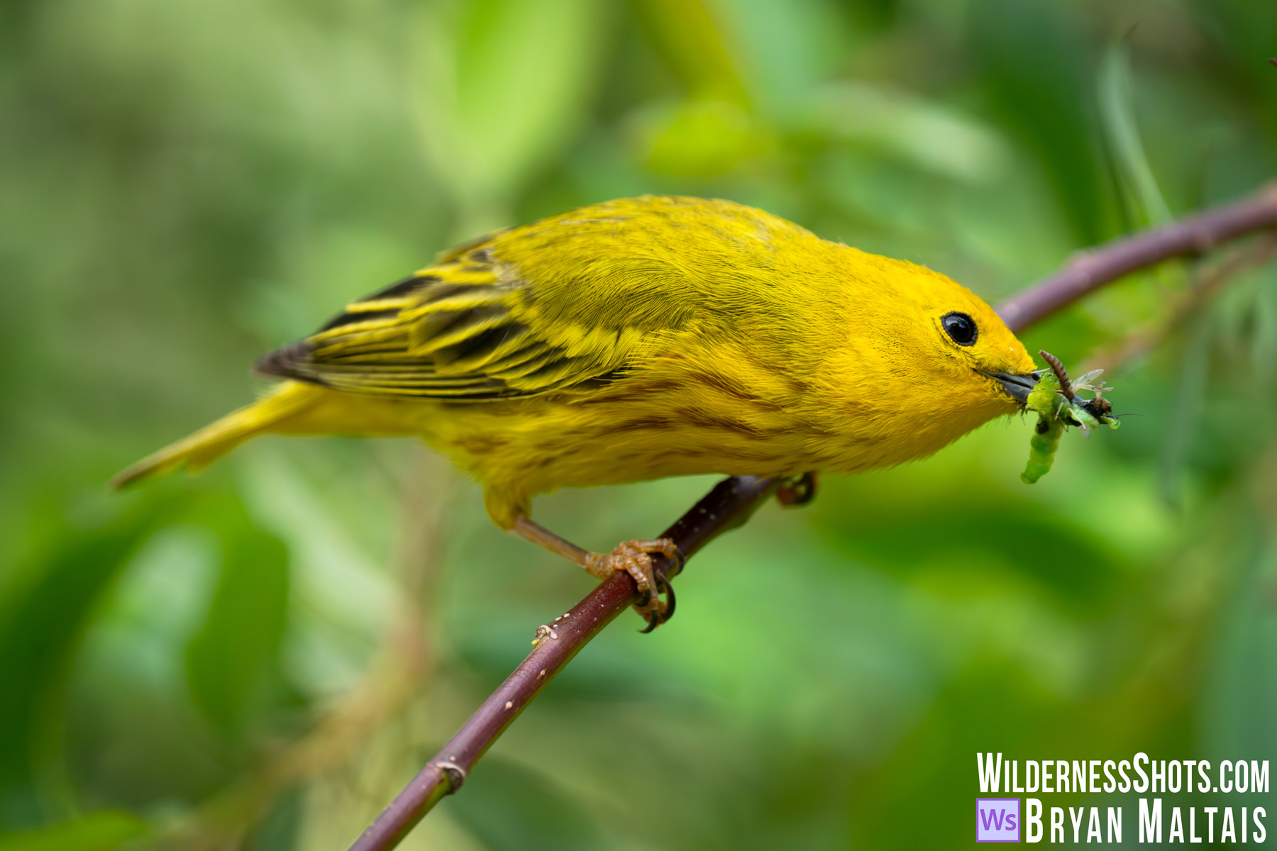 Yellow Warbler with Insects