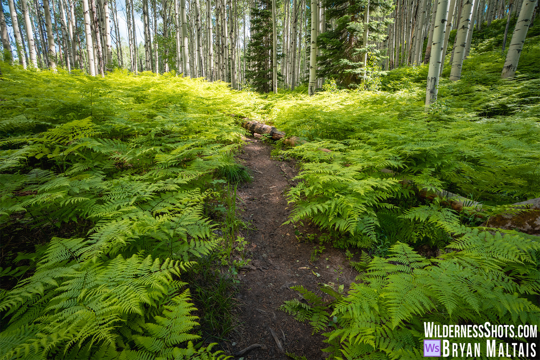 Fern Forest-Crested Butte, CO