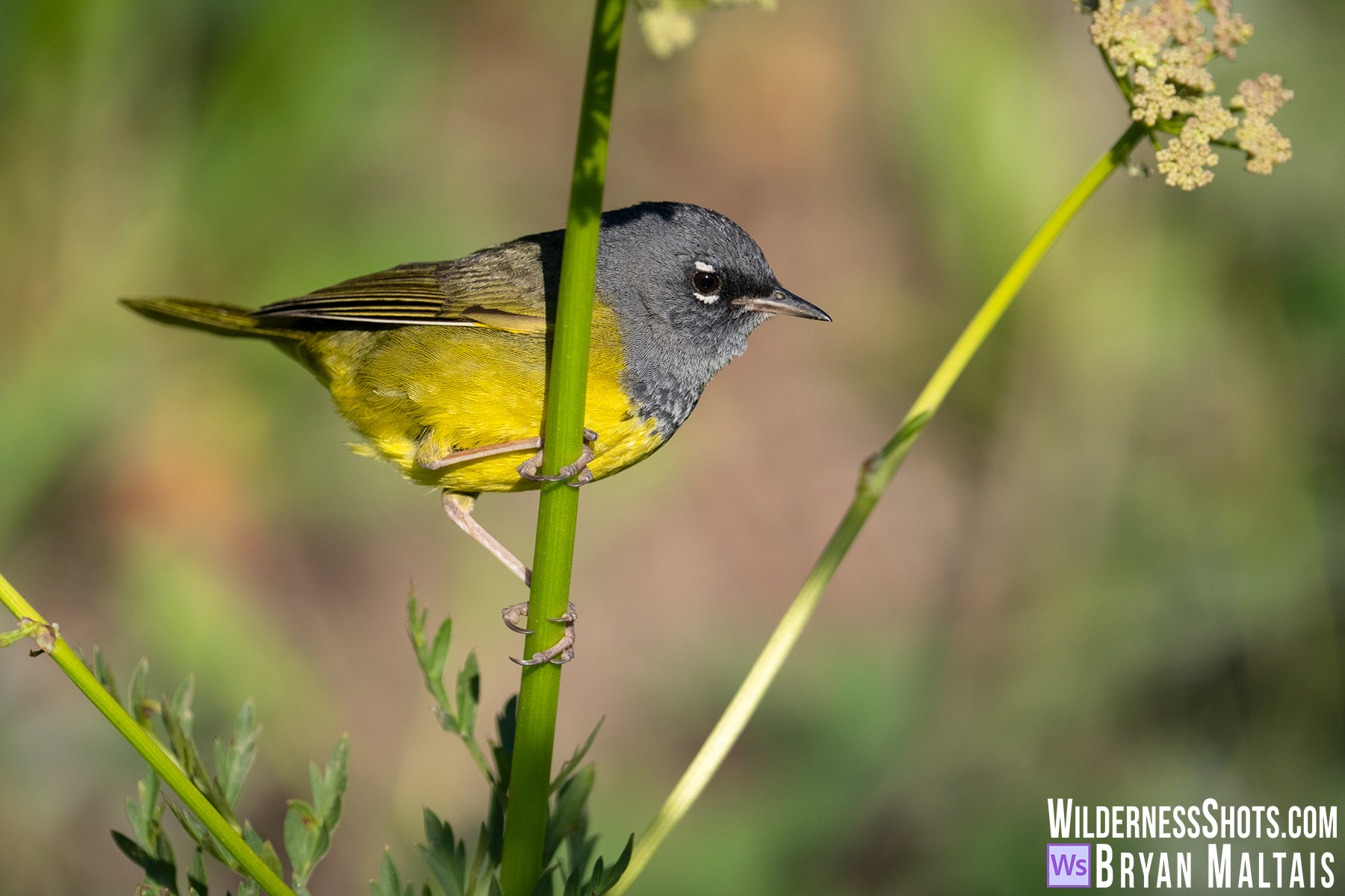 MacGillvrays Warbler- Crested Butte, Colorado