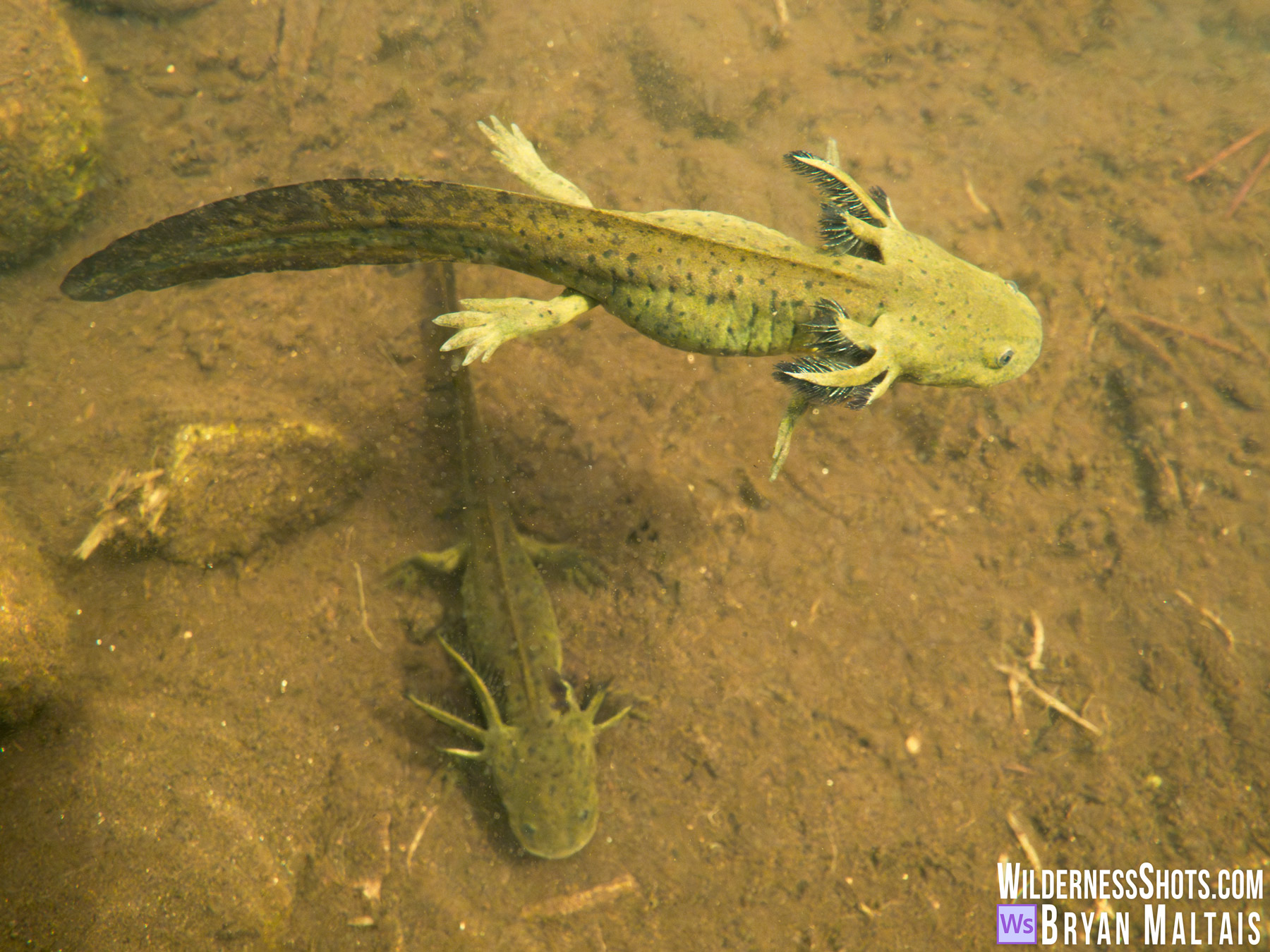 Peadomorphic Western Tiger Salamanders above each other