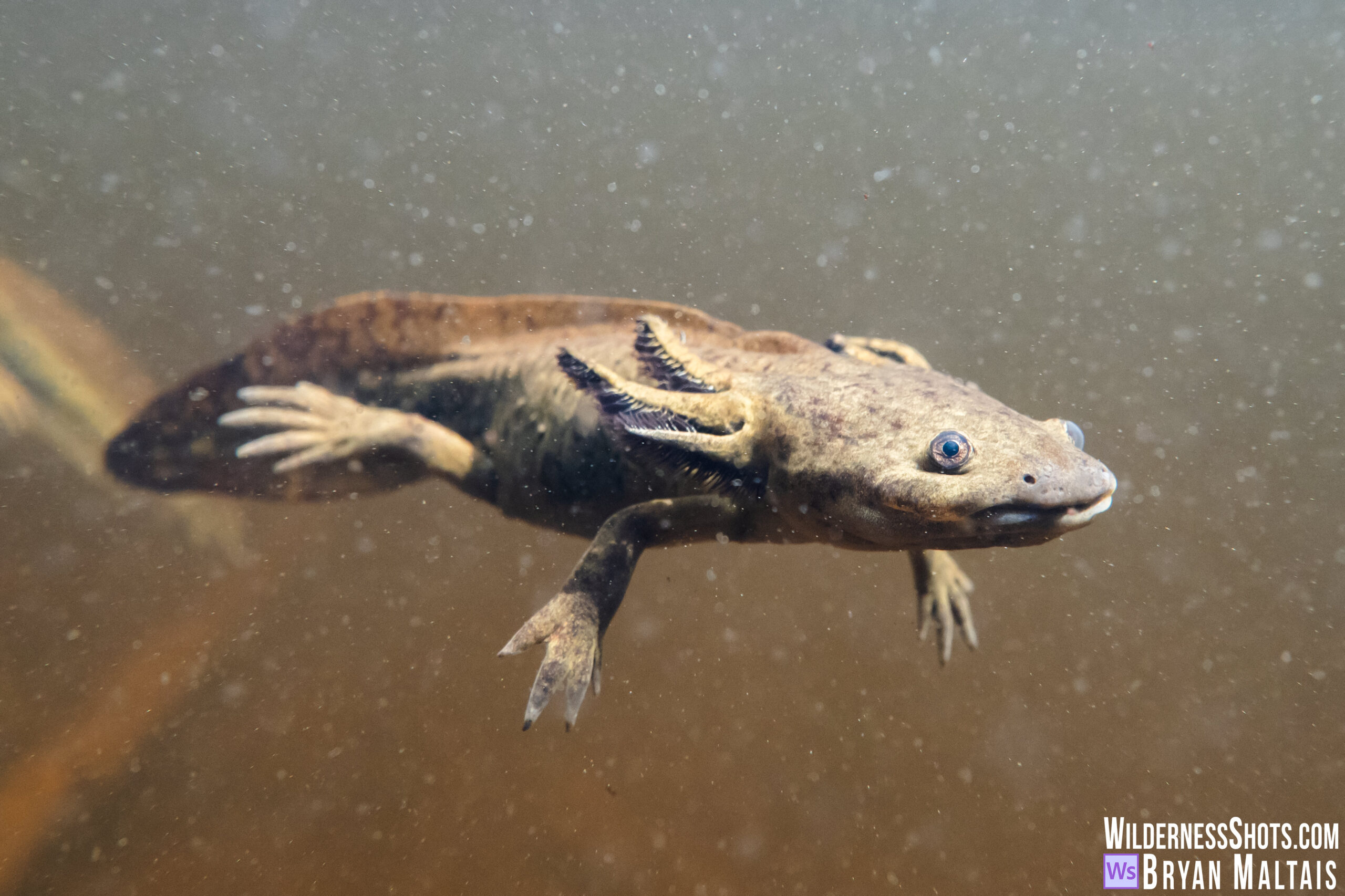 Peadomorphic Western Tiger Salamander Floating