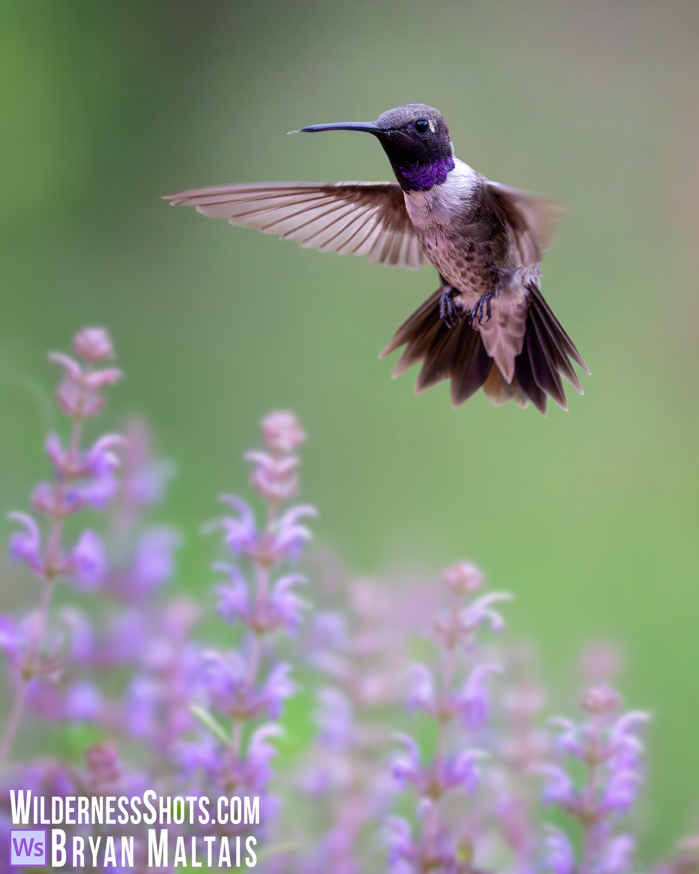 Black-chinned Hummingbird in Garden