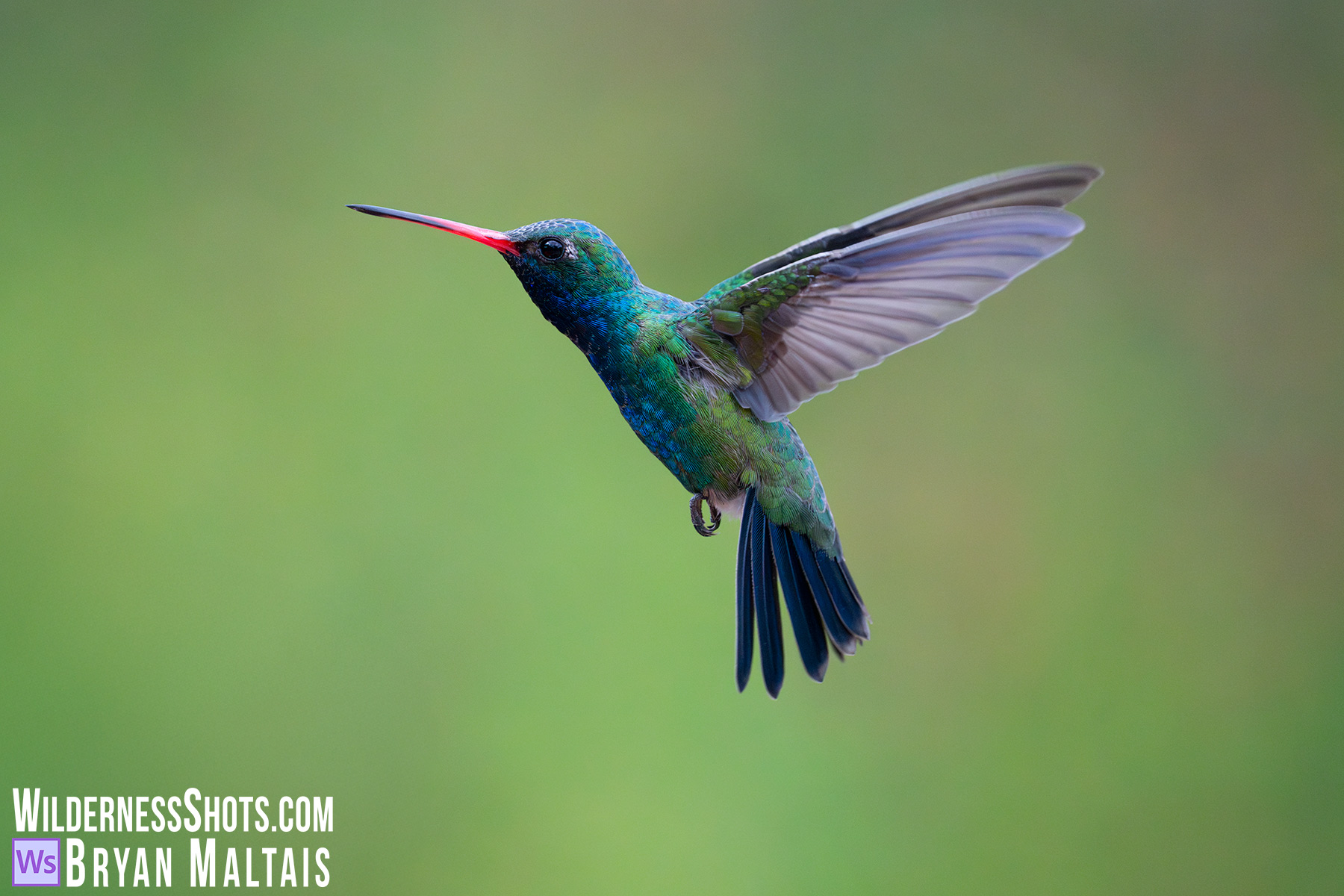 Broad-billed Hummingbird in flight wings back