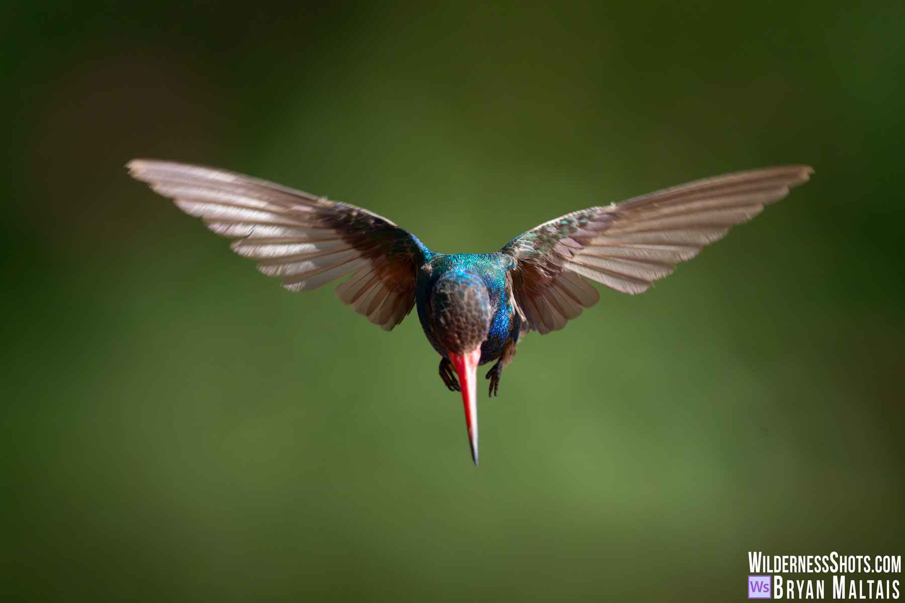 Broad-billed hummingbird forward wings spread