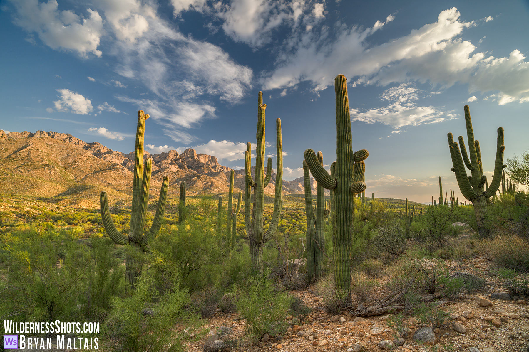 Saguaros at Golden Hour-Catalina State Park , AZ