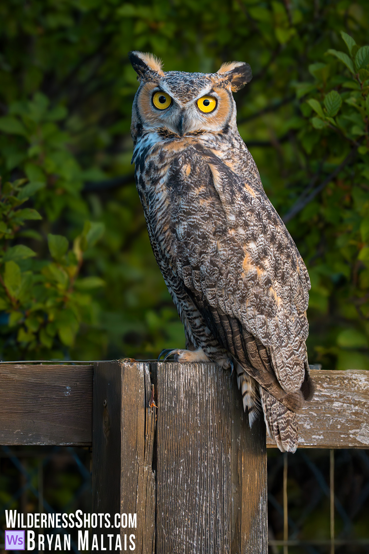 Great Horned Owl on fence