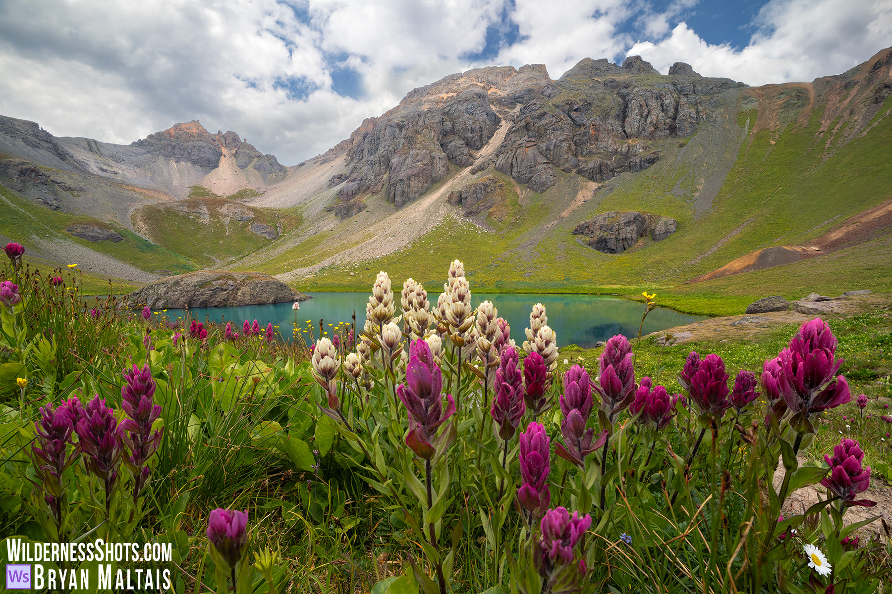 Island Lake Colorado Wildflowers-Colorado
