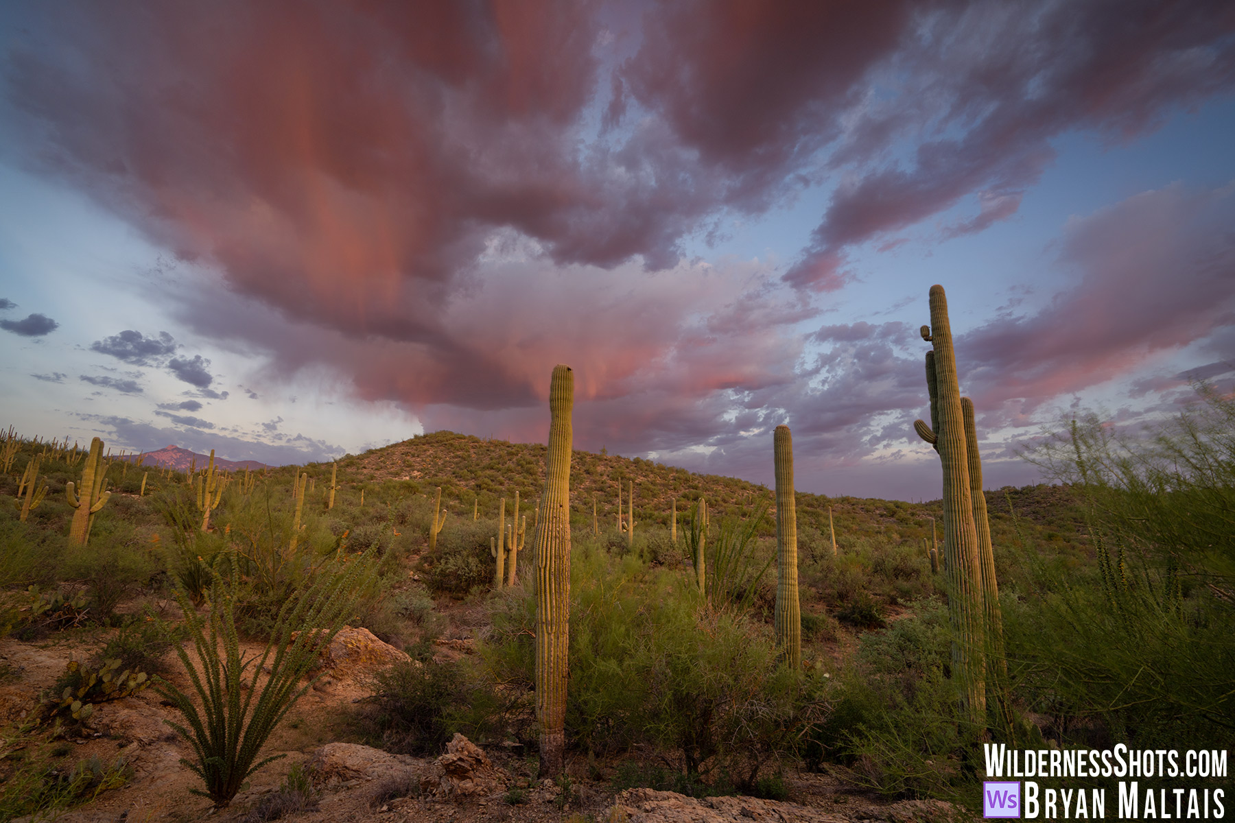Saguaro National Park Pink Sunset